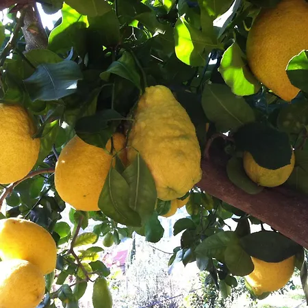 Farma La Rocca Di Perti