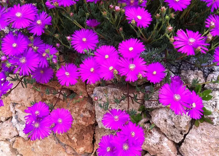 La Rocca Di Perti Bauernhof Finale Ligure